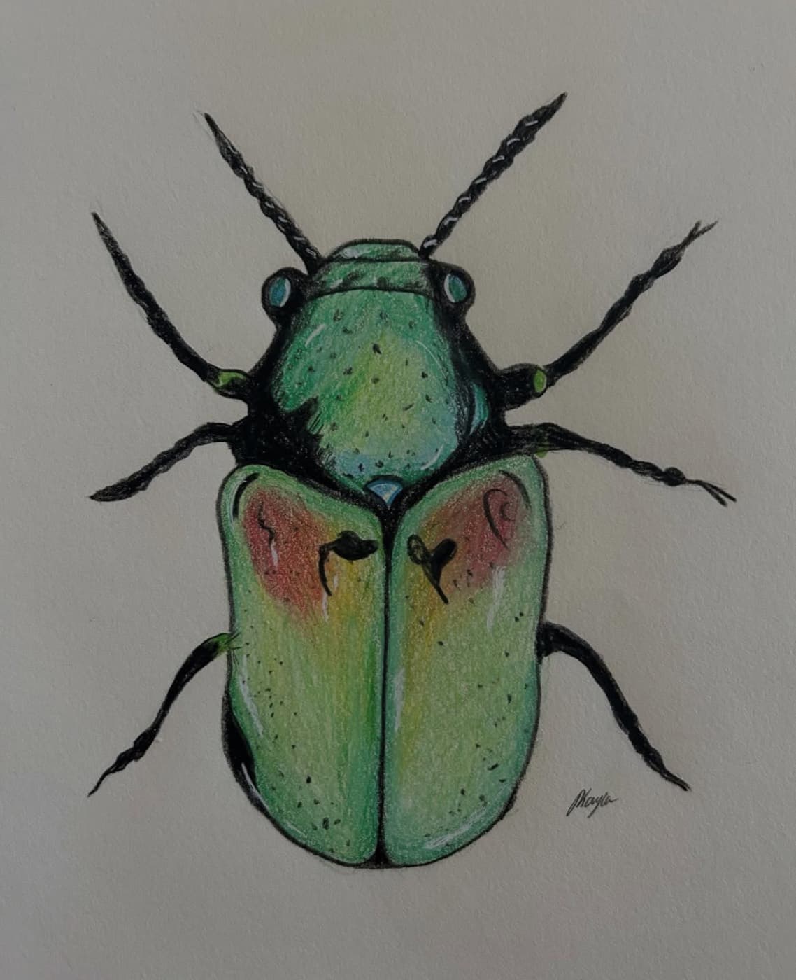 Colored pencil drawing of an iridescent green beetle with red-blushed wing covers.