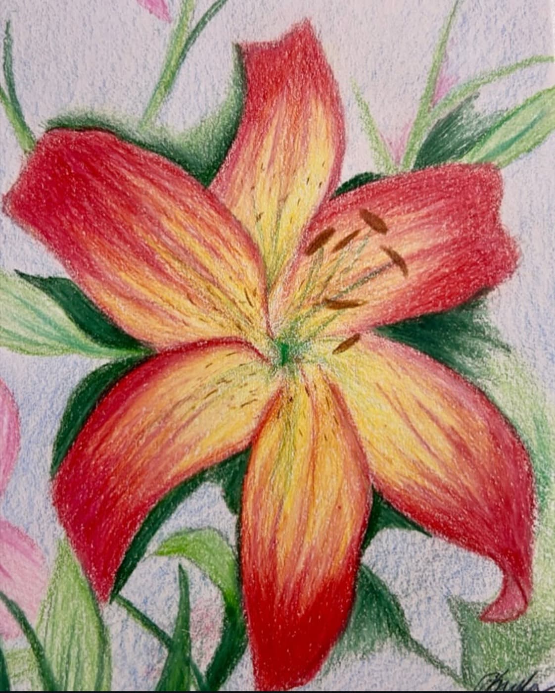 Colored pencil drawing of a red and yellow tiger lily in bloom.