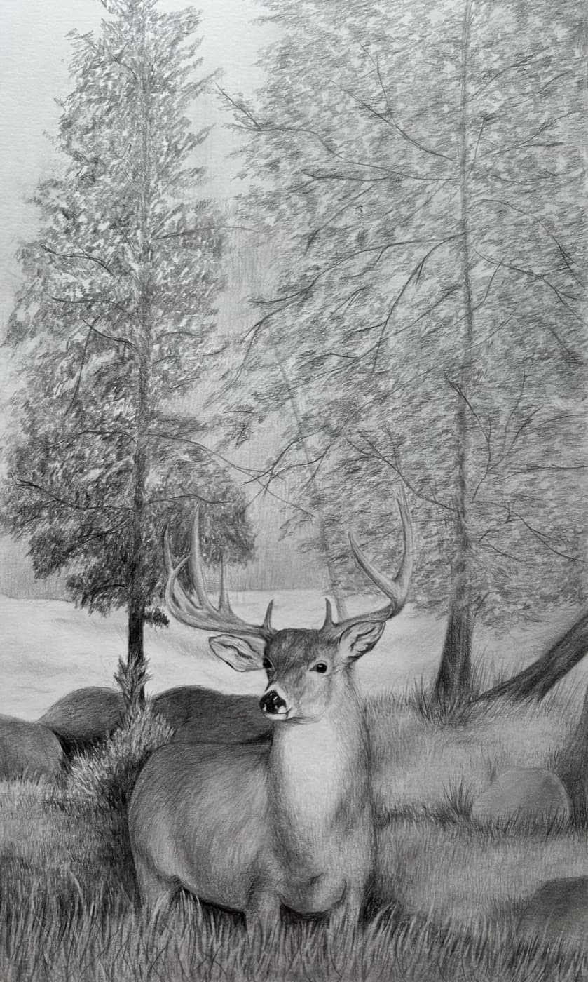 Commissioned graphite drawing of a deer standing in a wooded landscape with tall trees and grass.