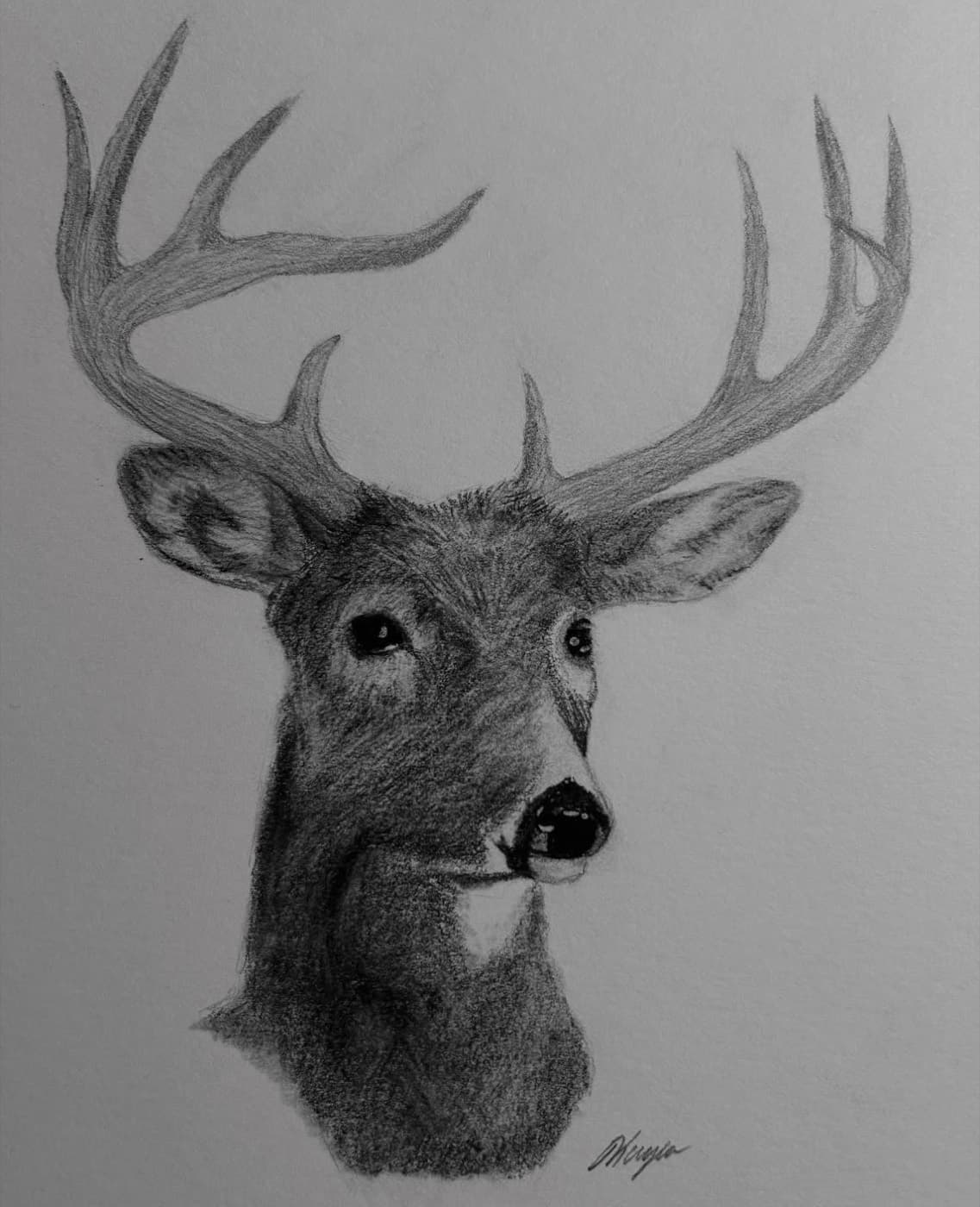 Realistic graphite drawing of a whitetail buck with full antlers.
