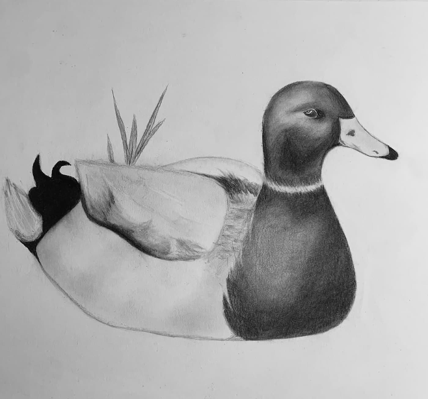 Commissioned graphite drawing of a mallard duck resting among reeds.