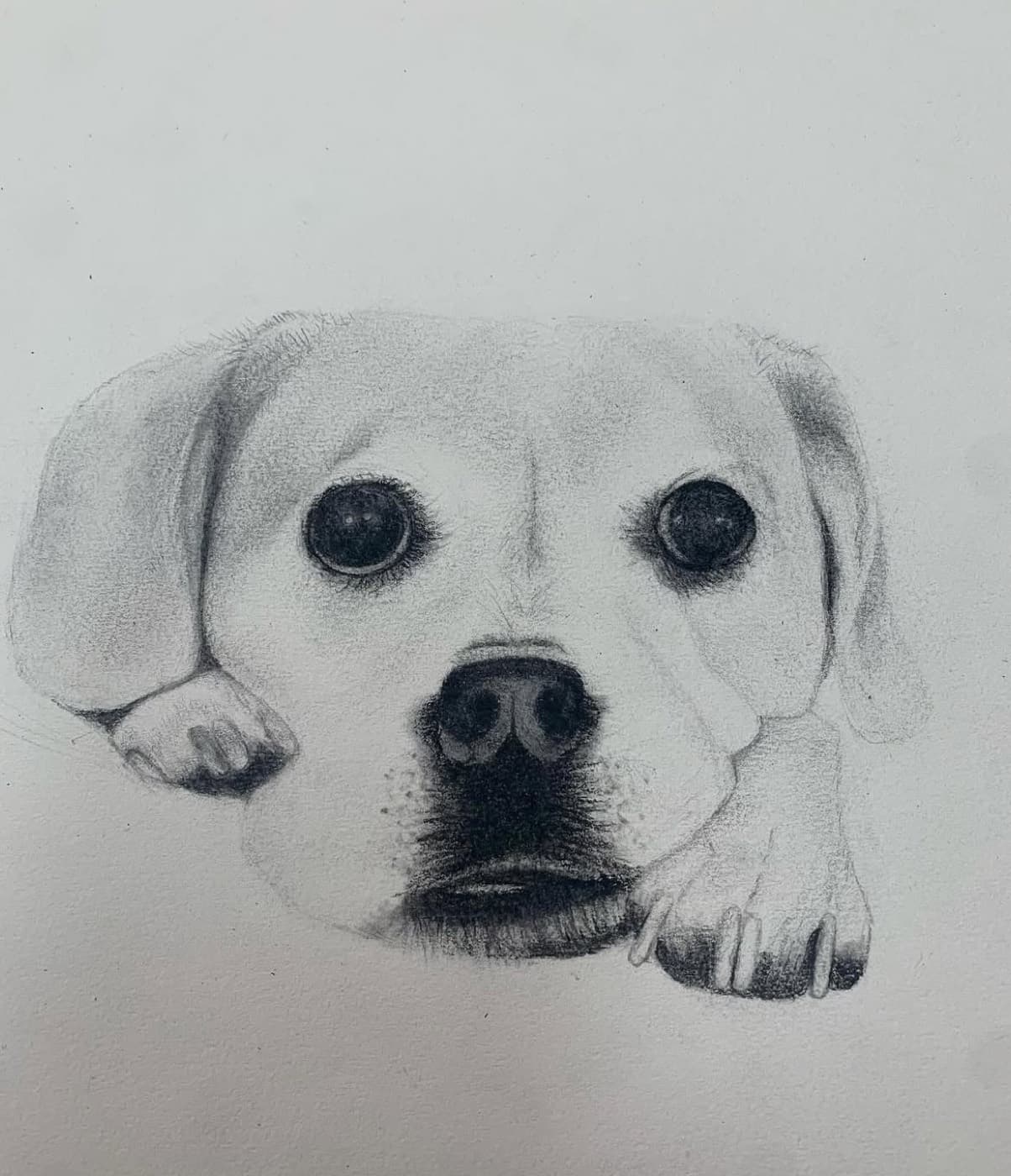 Soft graphite drawing of a puppy with big dark eyes resting its head on a paw.