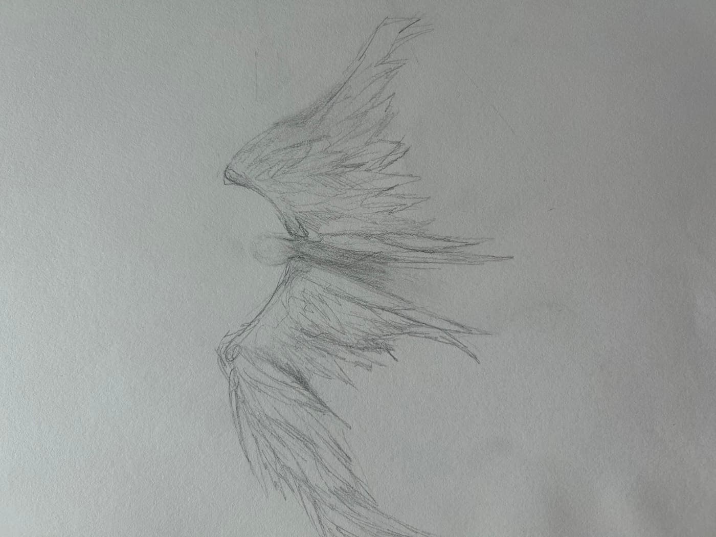 Loose graphite study of a pair of outstretched feathered wings.